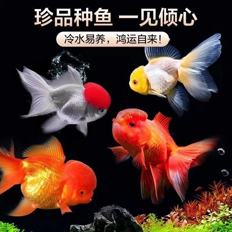 国粹金鱼鸿运当头冷水观赏鱼龙睛狮子头品种多样好养耐活