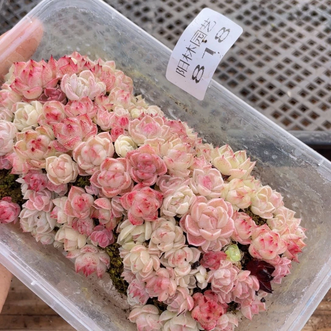 多肉植物多肉植物818