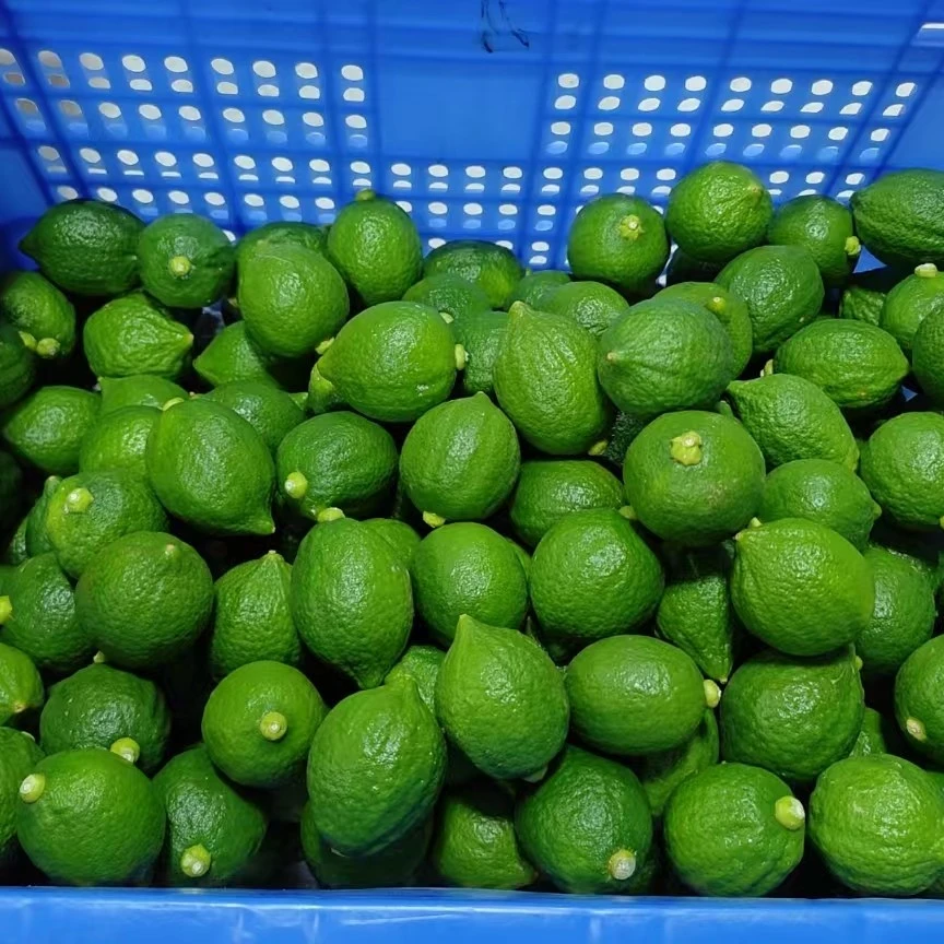 广东香水柠檬新鲜无籽爆香适合奶茶店咖啡店专用