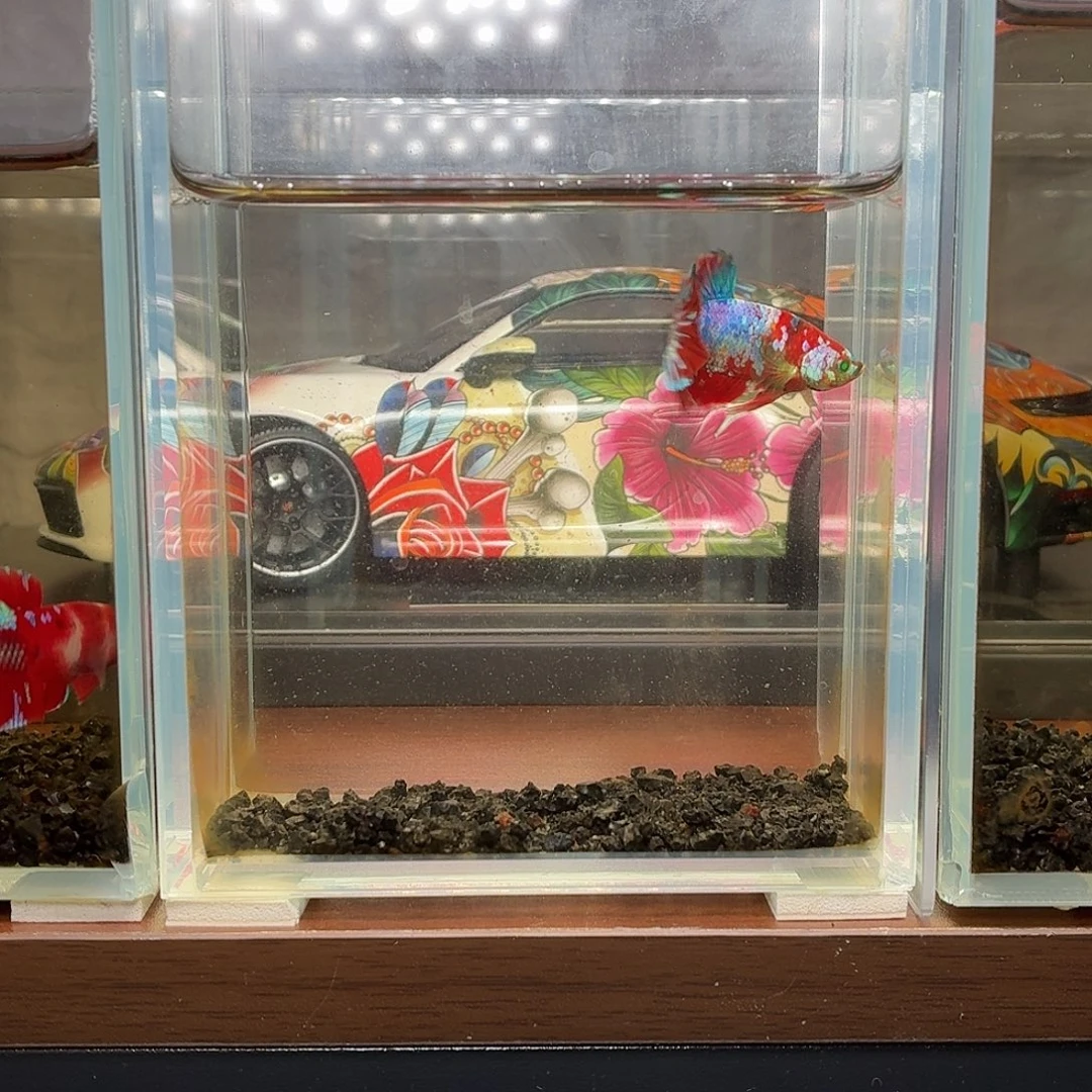 斗鱼彩糖红魔将军