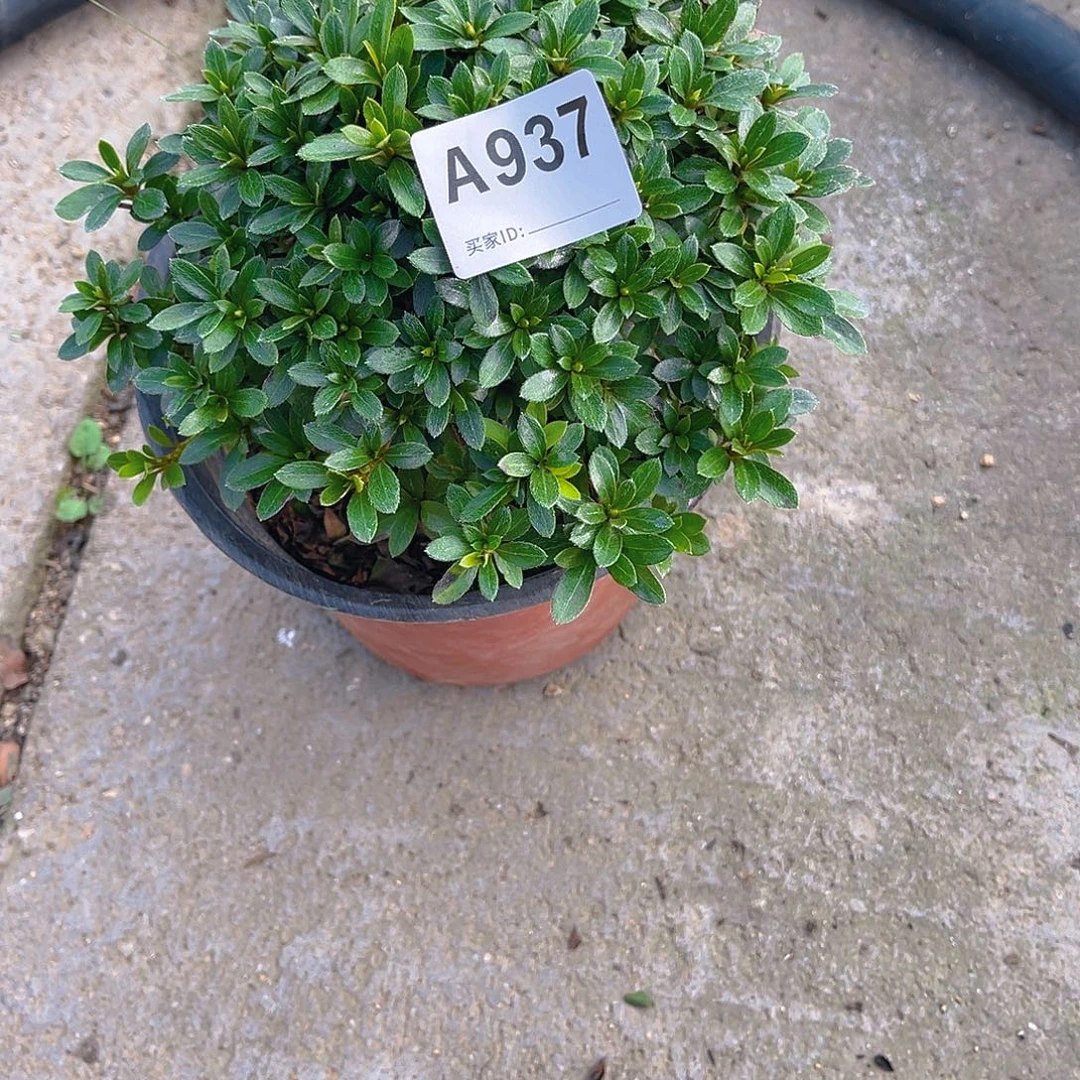 无花朵直播时间一直一直