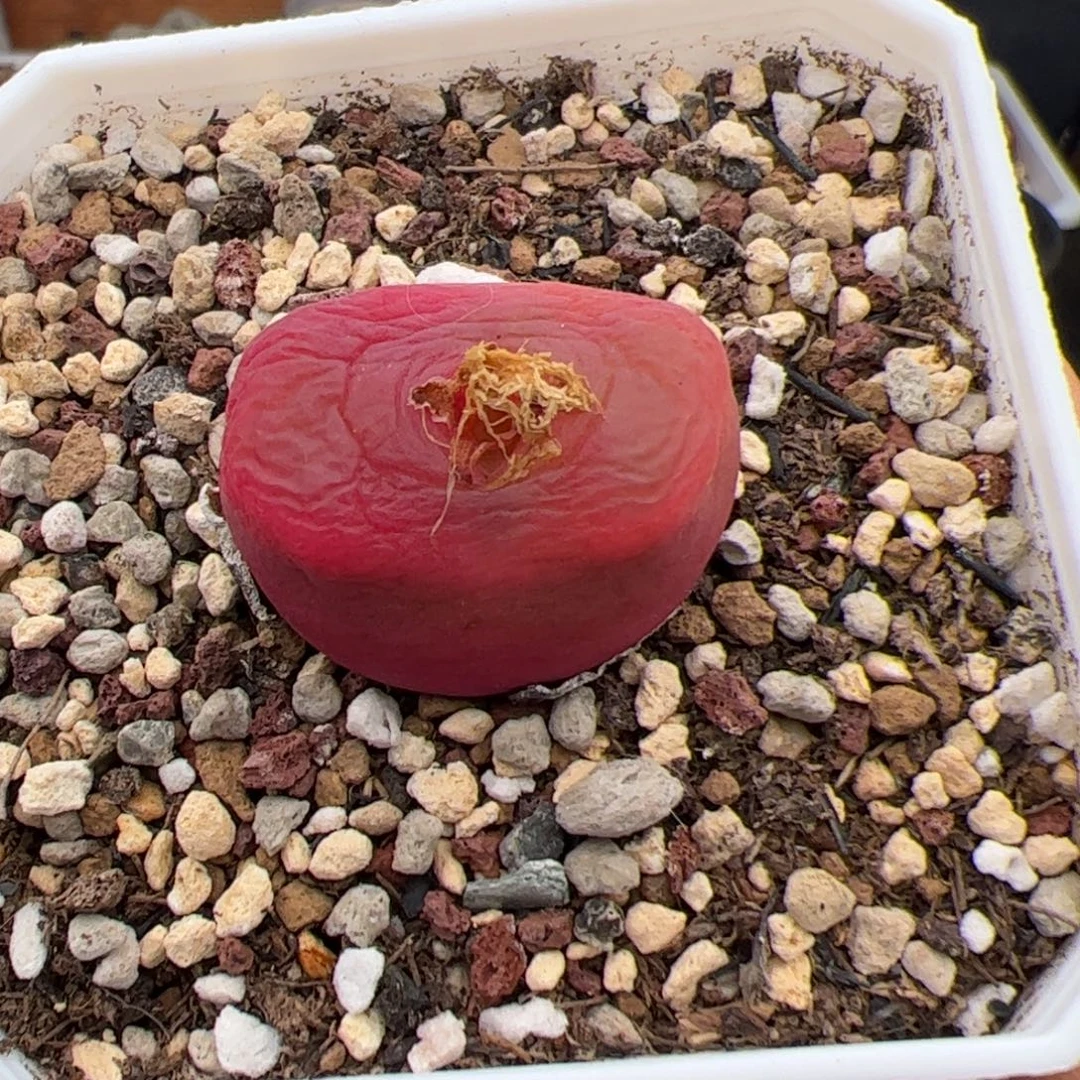 Y 280 多肉植物毛