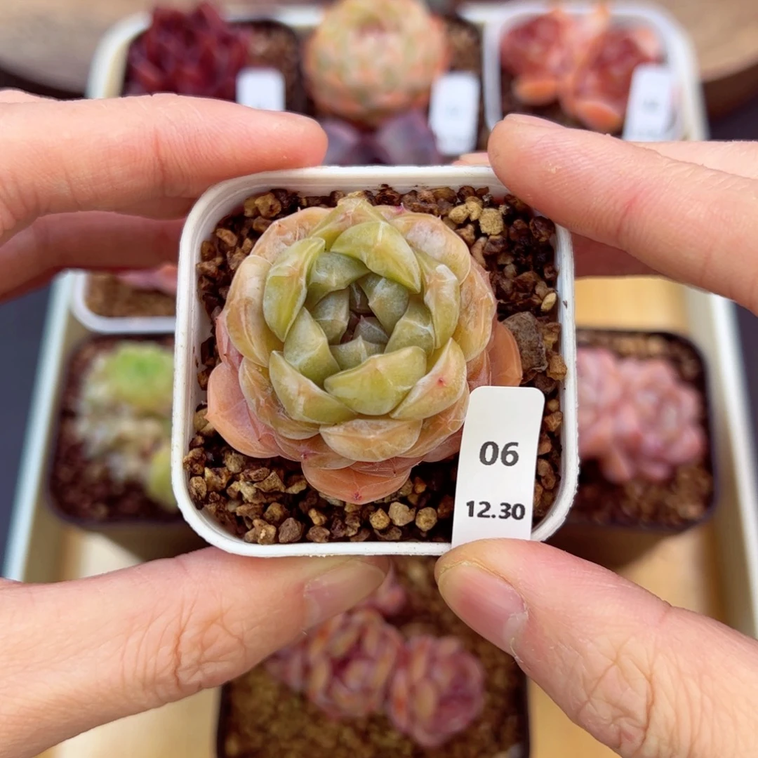 好好看06、哈哈哈哈