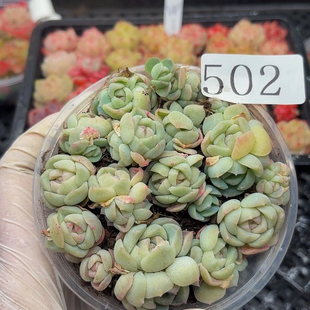 多肉植物多肉植物502