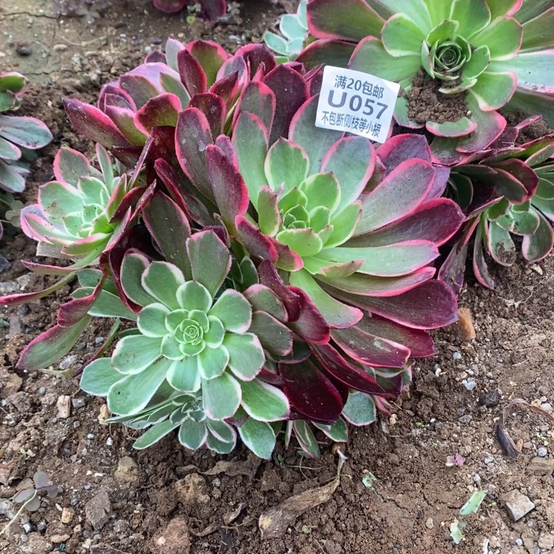 057粉花妖多肉法师锦