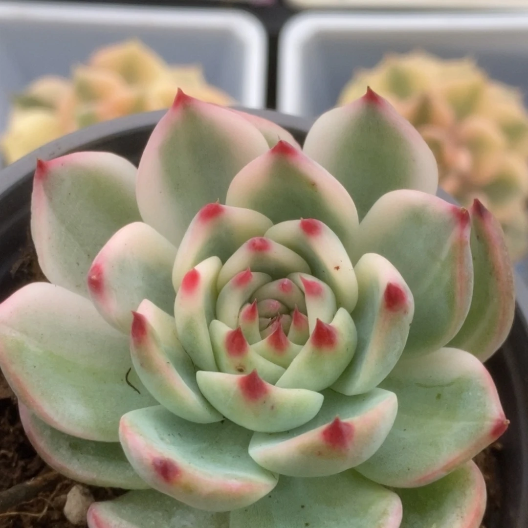 602锦锦锦锦锦锦锦锦