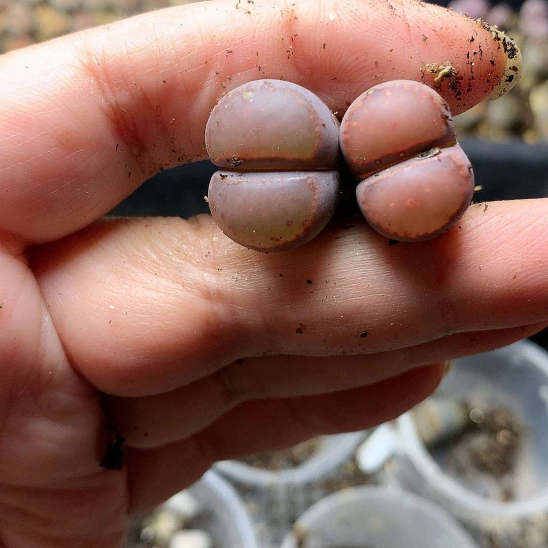 H164多肉植物保护研究所