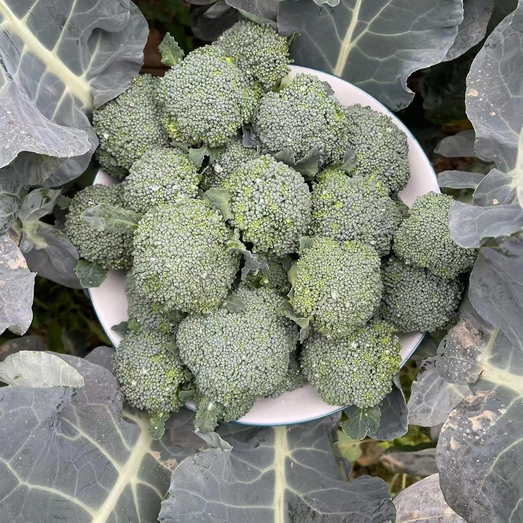 小西兰花湖北农家新鲜露天时令蔬菜口感鲜嫩清甜【顺丰包邮】