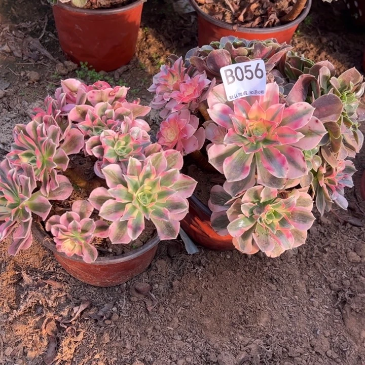 女巫2颗微瑕多肉植物056.