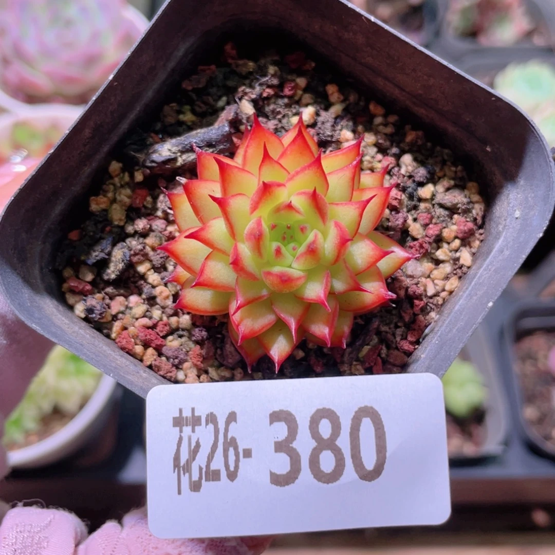 花利美26-380流星雨