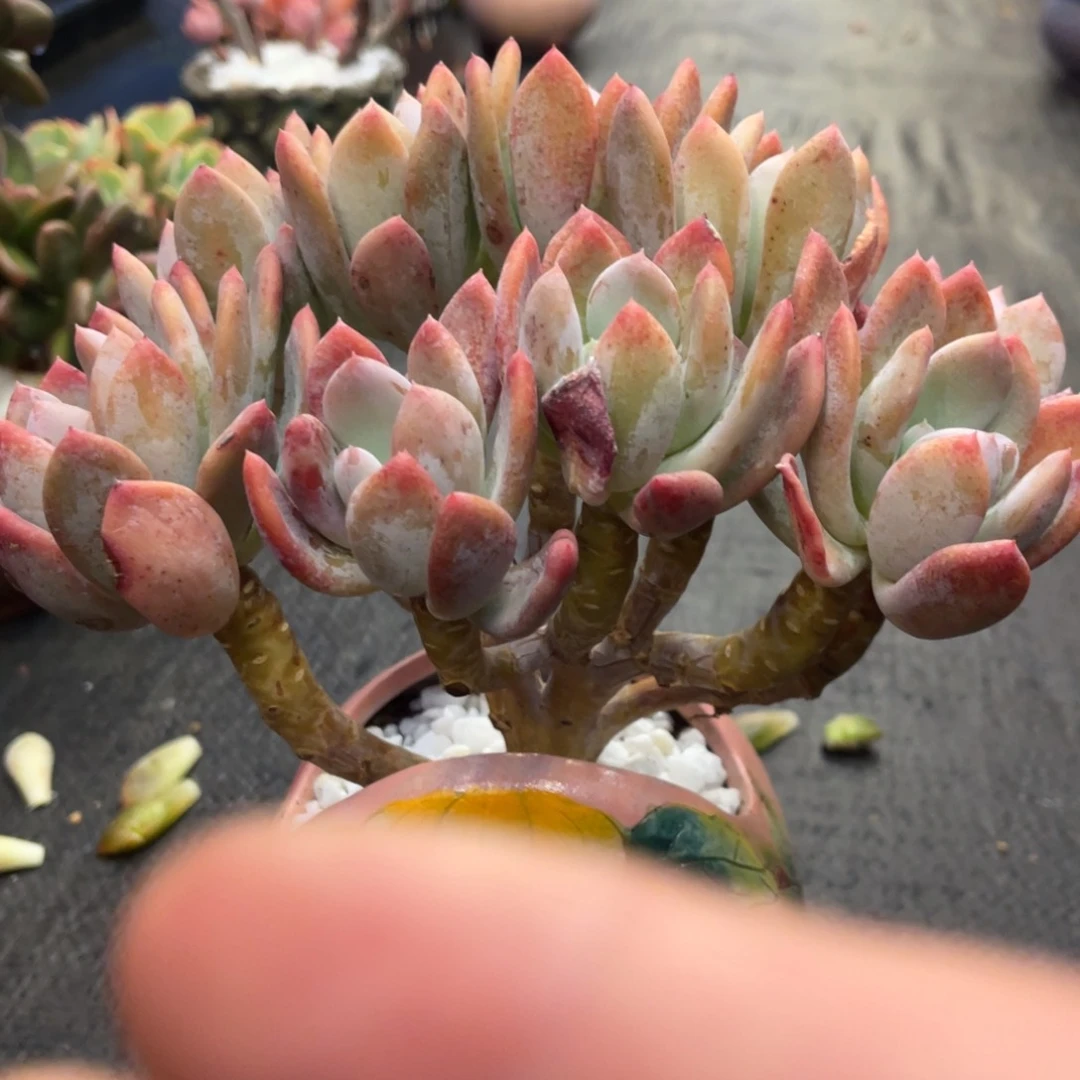 筱*83686886866868688686