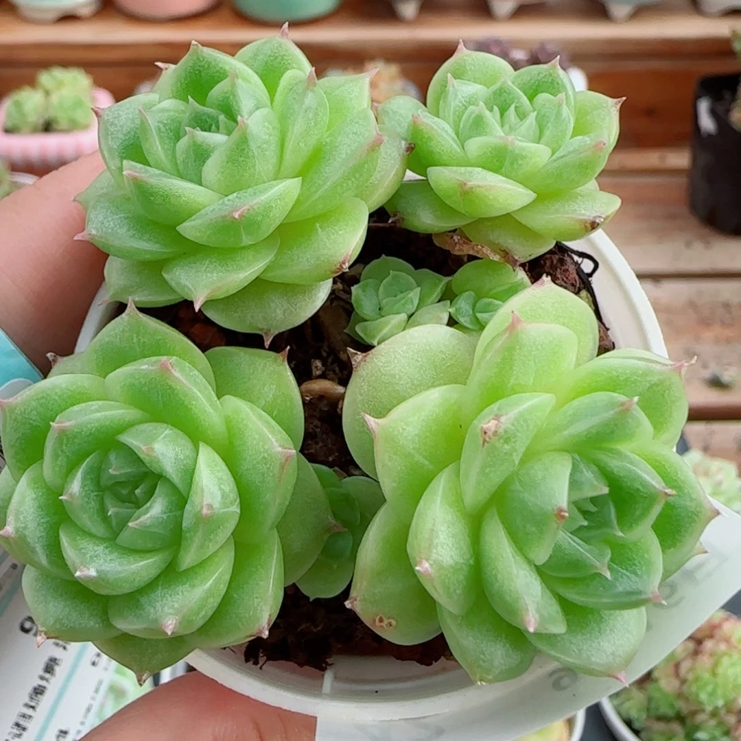 花语逸镜0916-42包子整