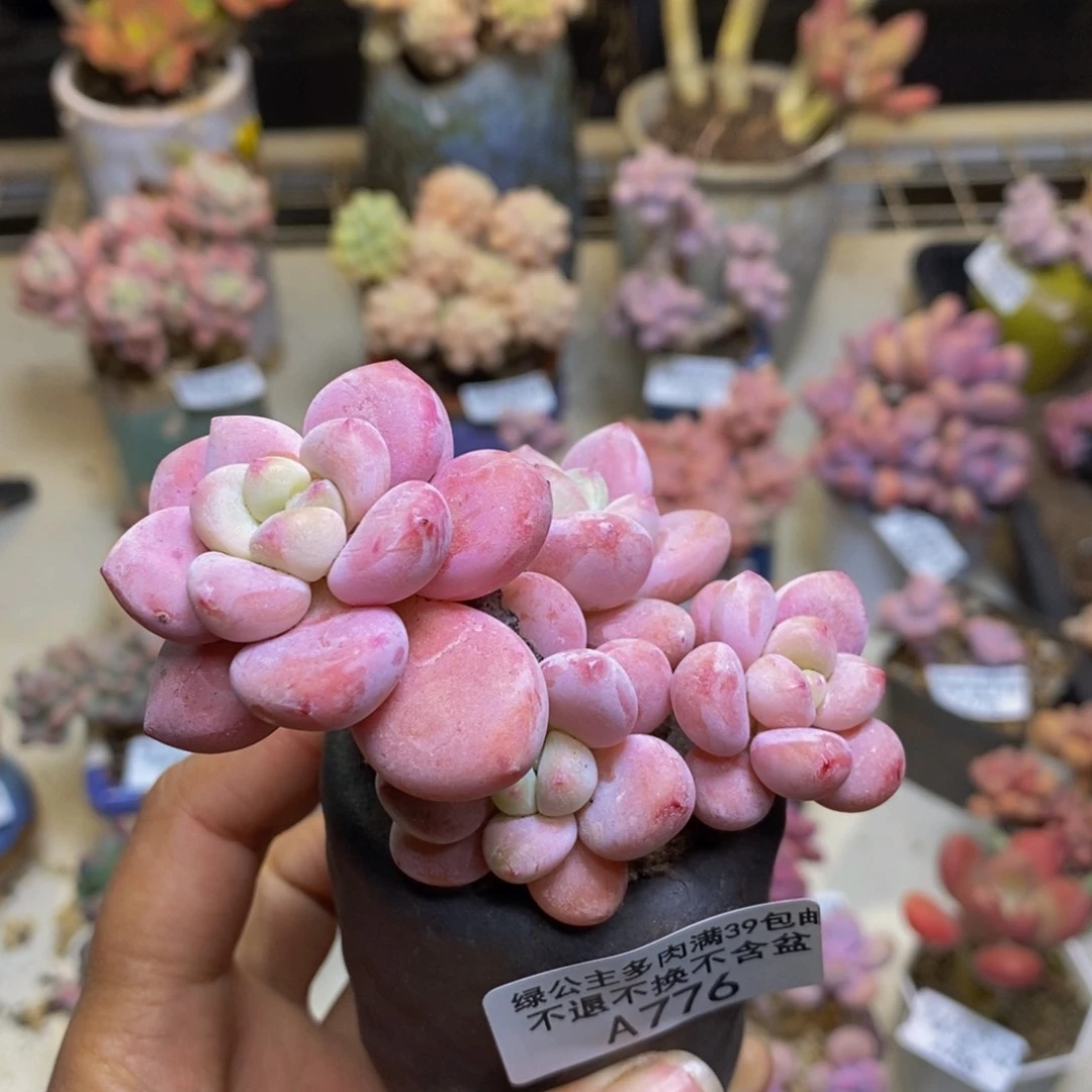 776樱花洛神多肉7c m