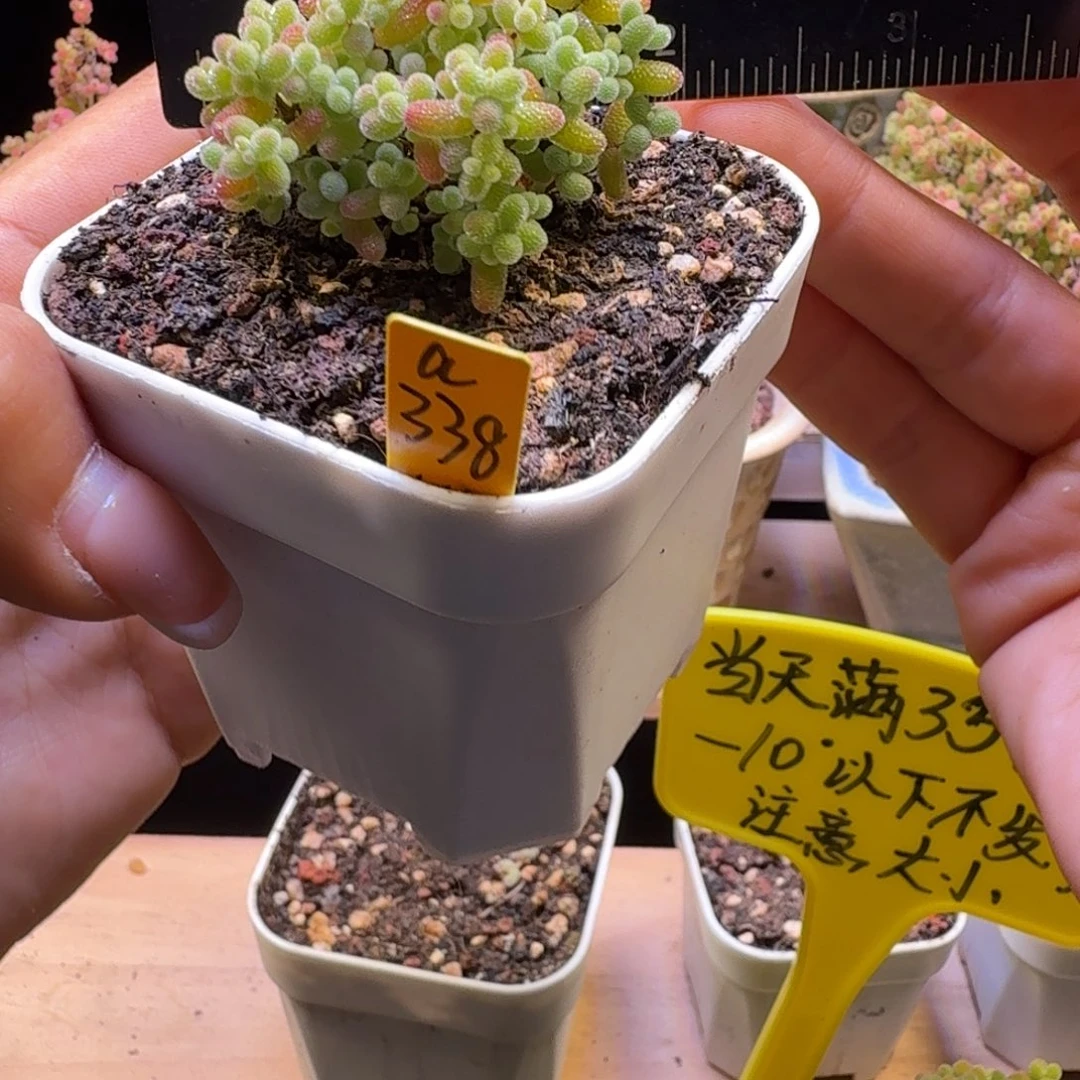 a338后橘子糖冠服5厘米左右