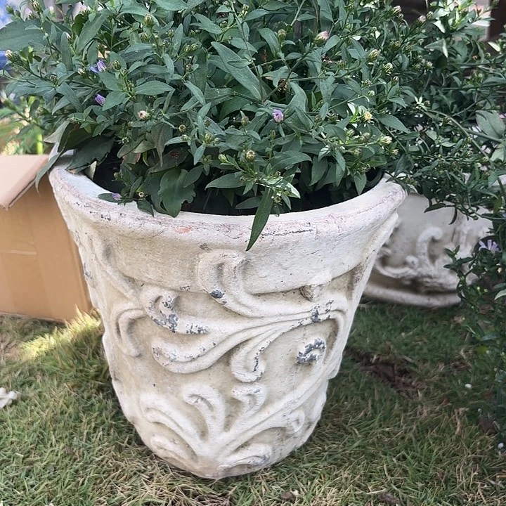 许纯的花房 25 钩花白色