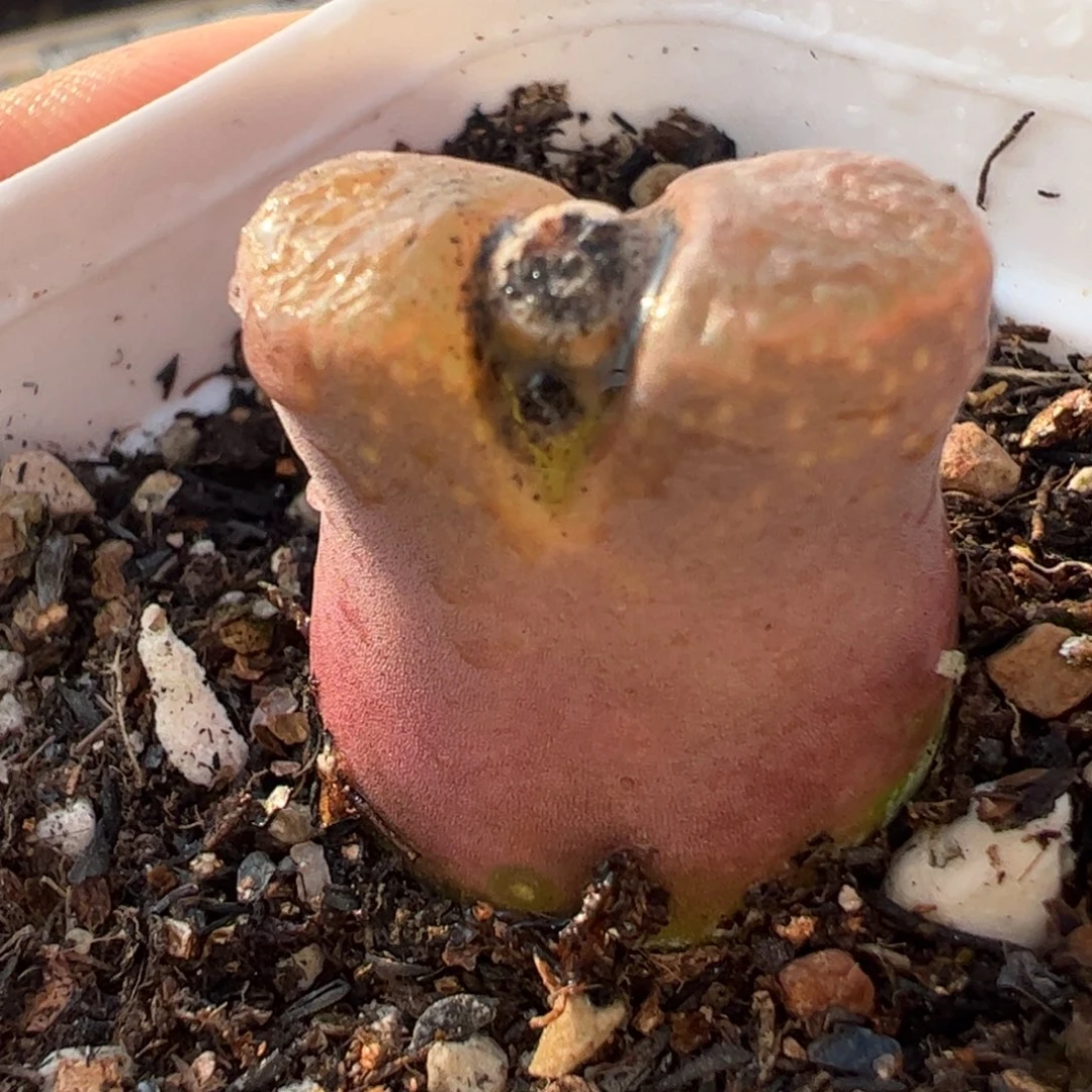 紫风铃多肉植物百科