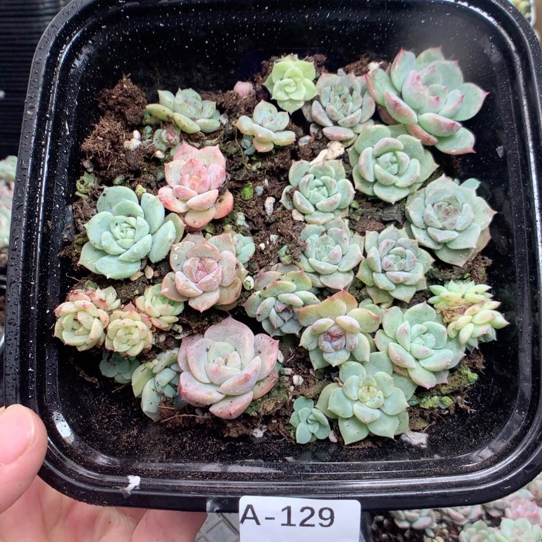 无花朵A129月英语英语