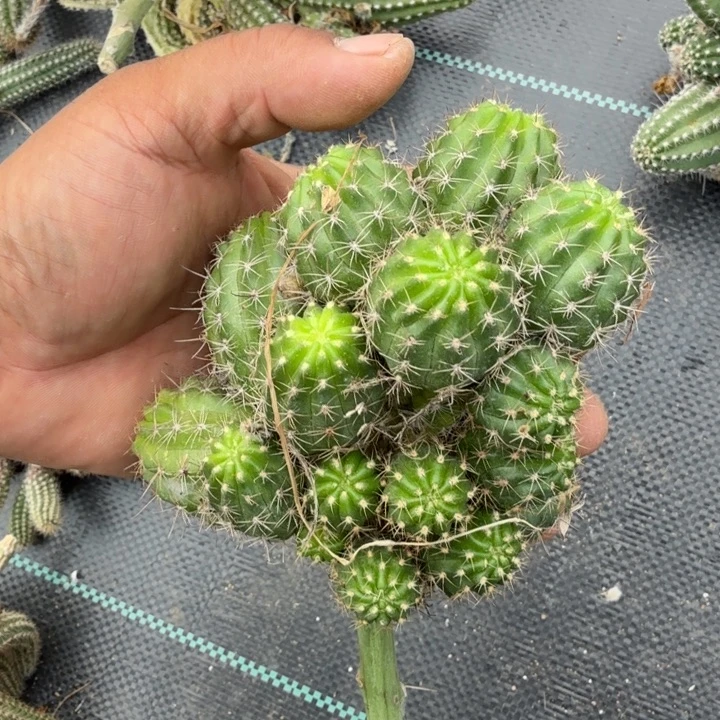 矮胖白檀仙人掌群生一群447