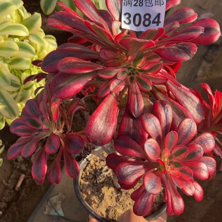 3084香奈儿多肉植物