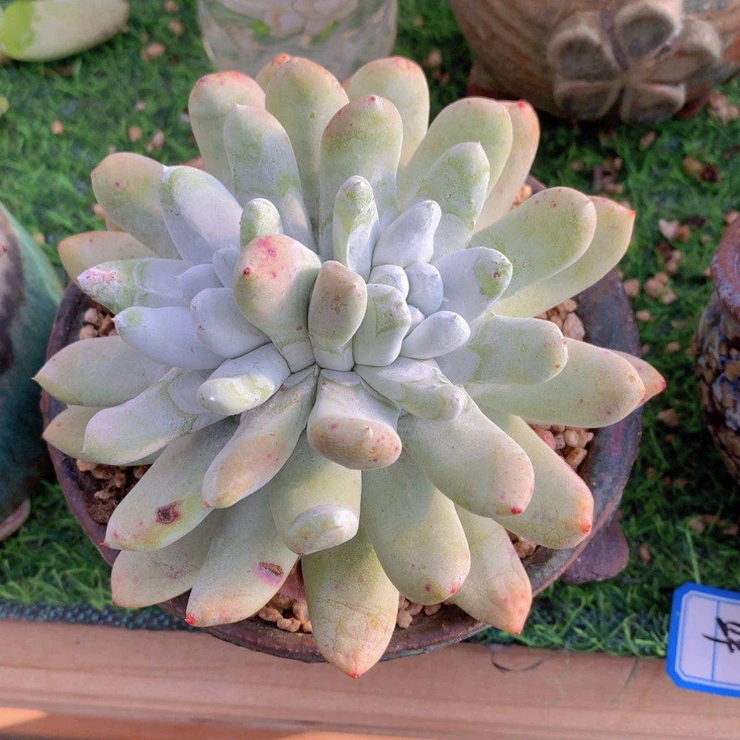 拇指11 公分一物一拍