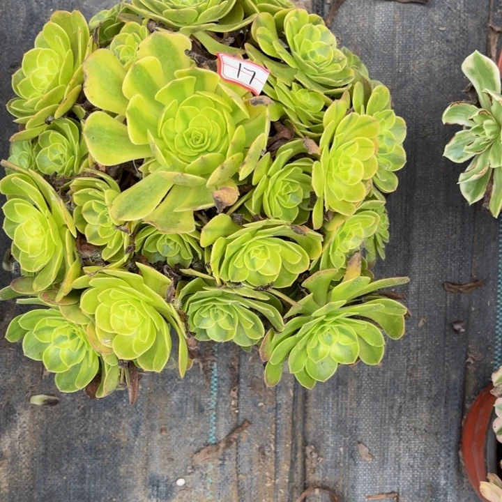 17雨荷多肉植物法师