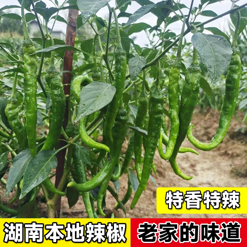 湖南新鲜薄皮青辣椒农家本地自种露天土辣椒香辣线椒当季蔬菜现摘