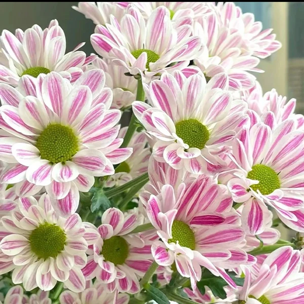 【福利花卉盆栽】 多品种 花期长 颜值高 易养护 云南基地直发