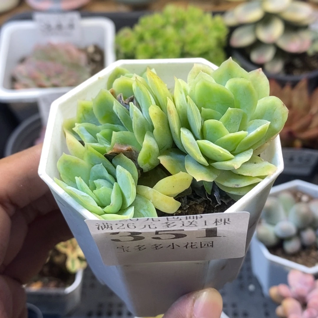 冰玫瑰群一物一拍满20元包邮满26送一颗