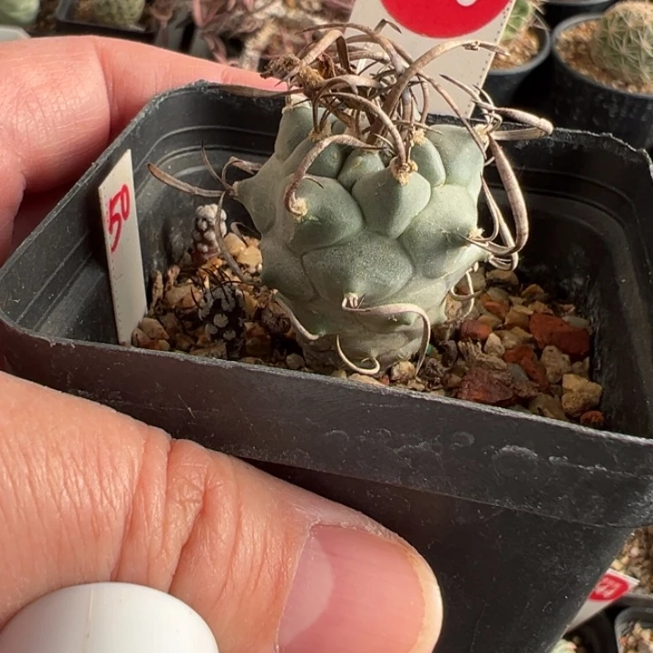 实生狂刺老娇丽2.7cm