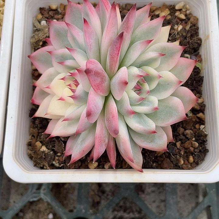 吉娃娃锦一物一拍