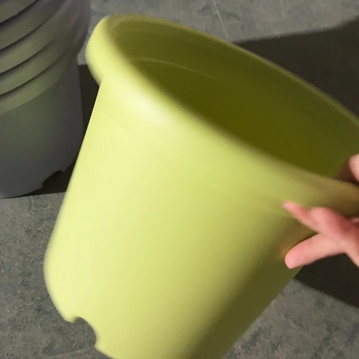 四季4号果绿无托8个特价微瑕