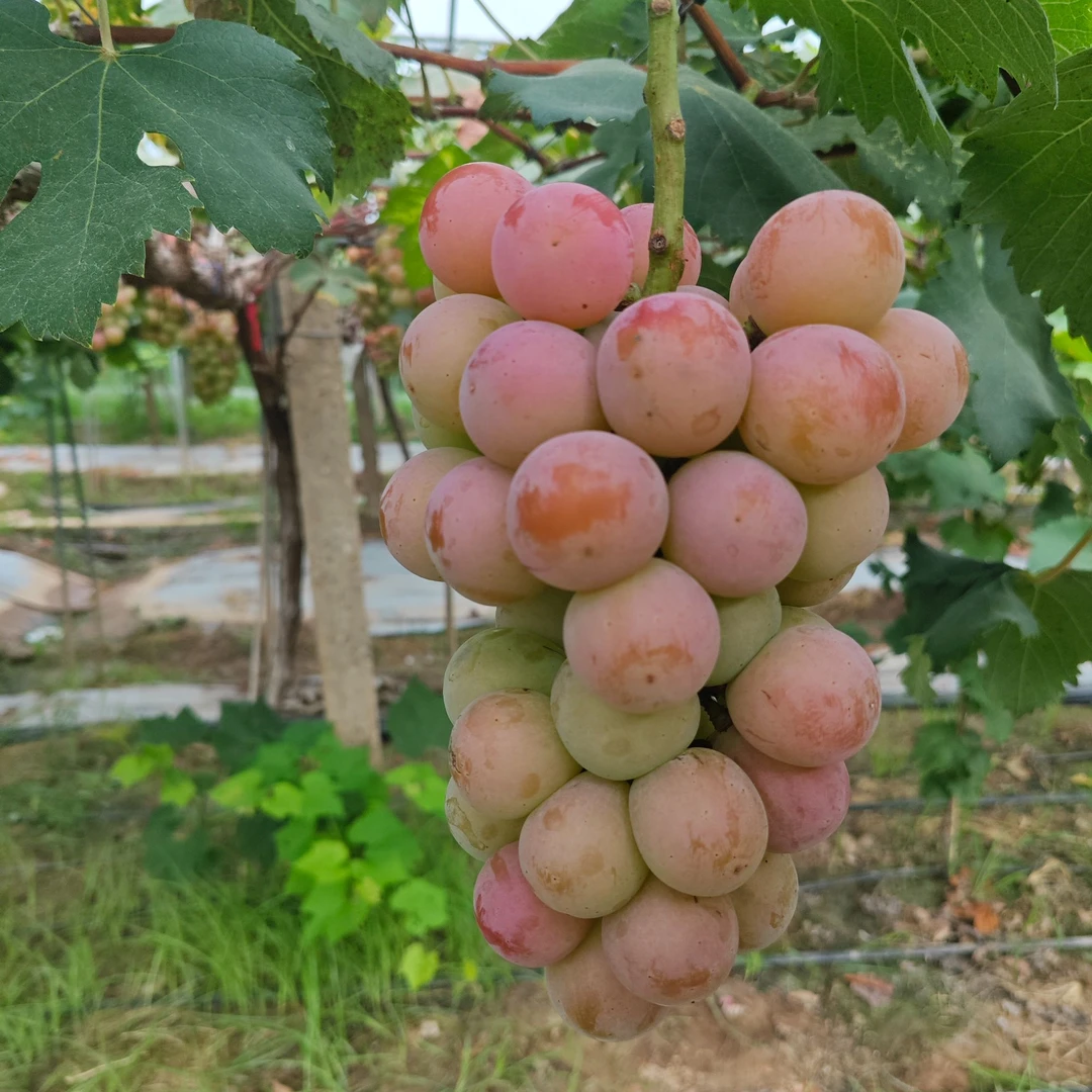 顺丰上门自然熟整串发货妮娜皇后粉葡萄纯甜孕妇水果妮娜皇后葡萄