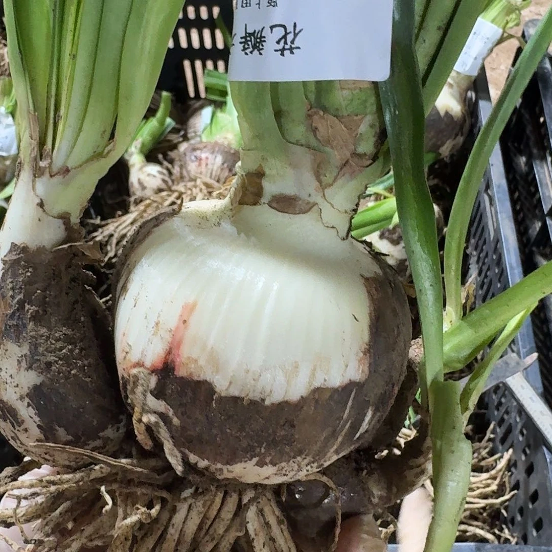 花瓣衬裙9+带侧发发发发