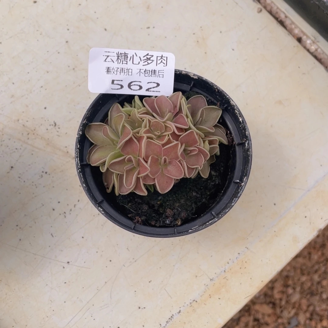 半****?云糖心多肉植物562