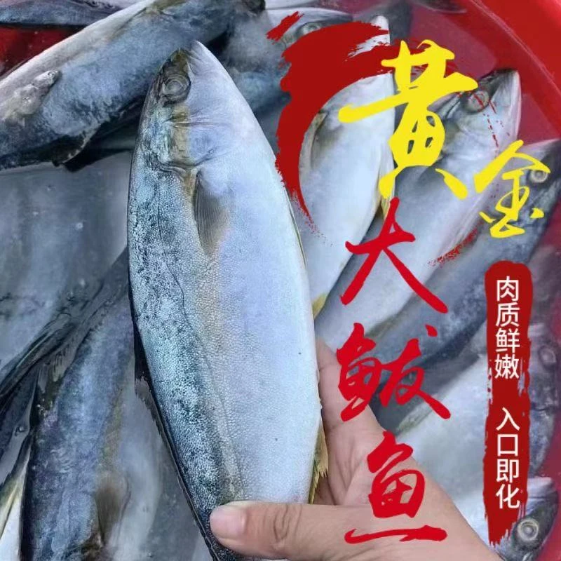 【顺丰包邮】五斤净重黄金鲅鱼冷冻新鲜特大整条海鱼6-8条
