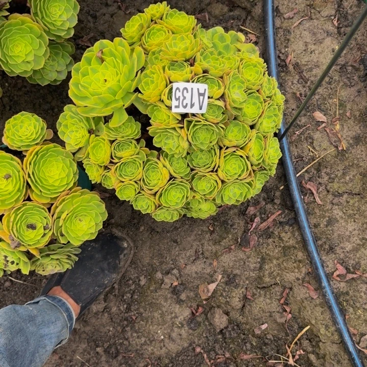 狼***腾雨荷花25-50包邮花花