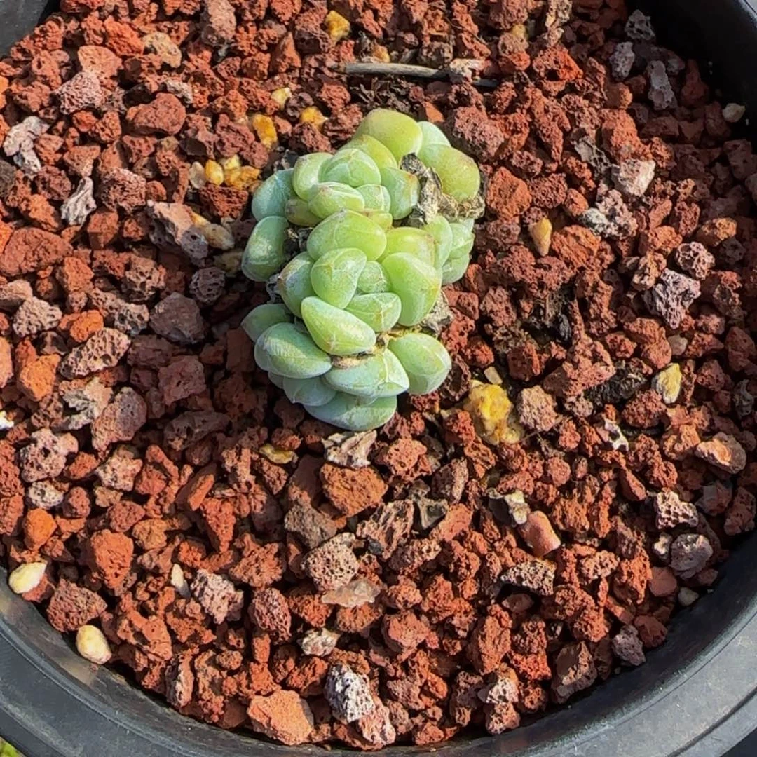 A***I252号一物一拍特价福利