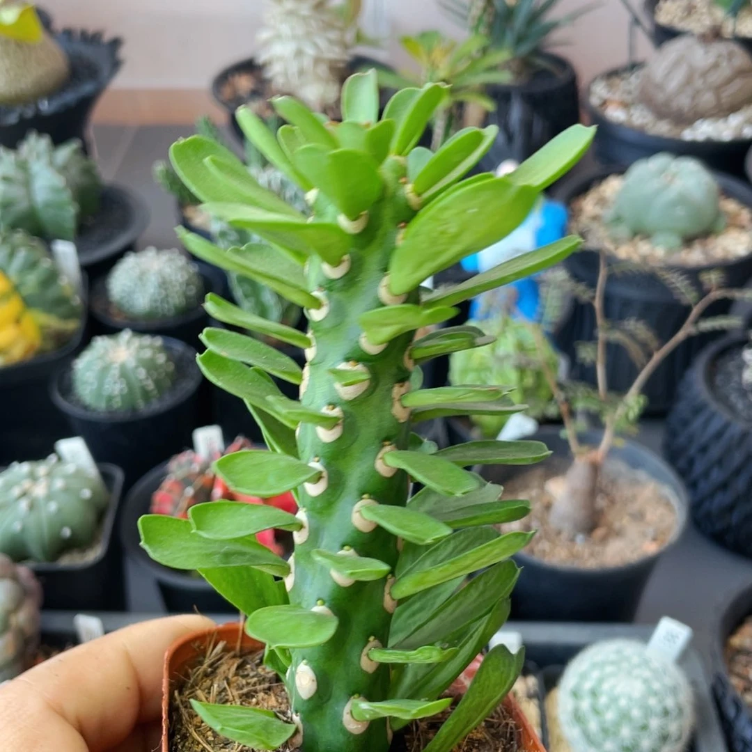 仙人球满28包邮盆口径5公分无刺霸王鞭