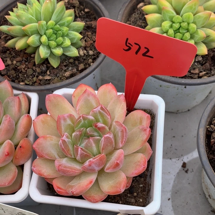 多日子合集727272737