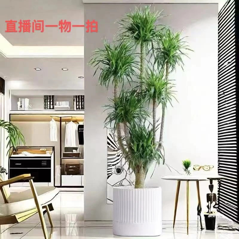 2(直播专属)龙血树客厅大盆栽旺宅办公室室内植物老桩好养绿植