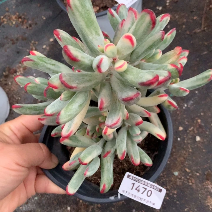 无花朵棒叶福娘锦1470
