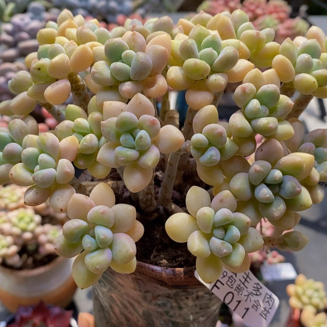 011奶酪蛋糕13cm多肉