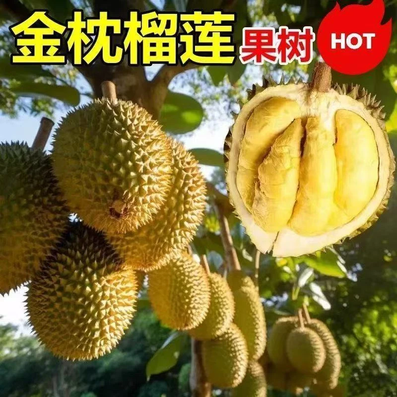 g榴莲树苗果树果苗盆栽嫁接新品种树苗南北方种植