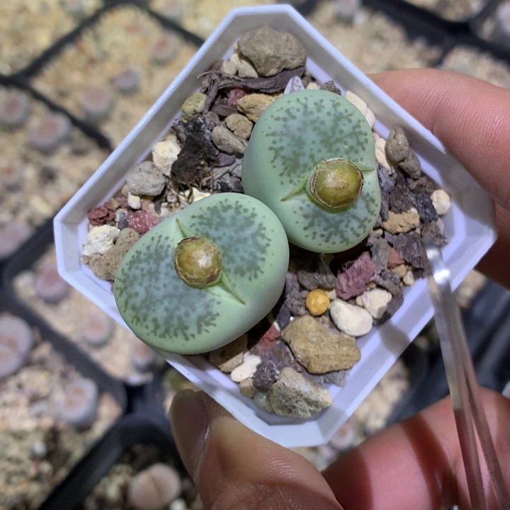 ****6精品多肉植物精品多肉