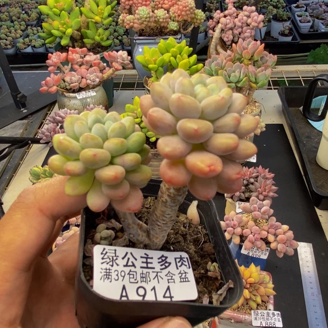 914鱼子酱多肉6c m