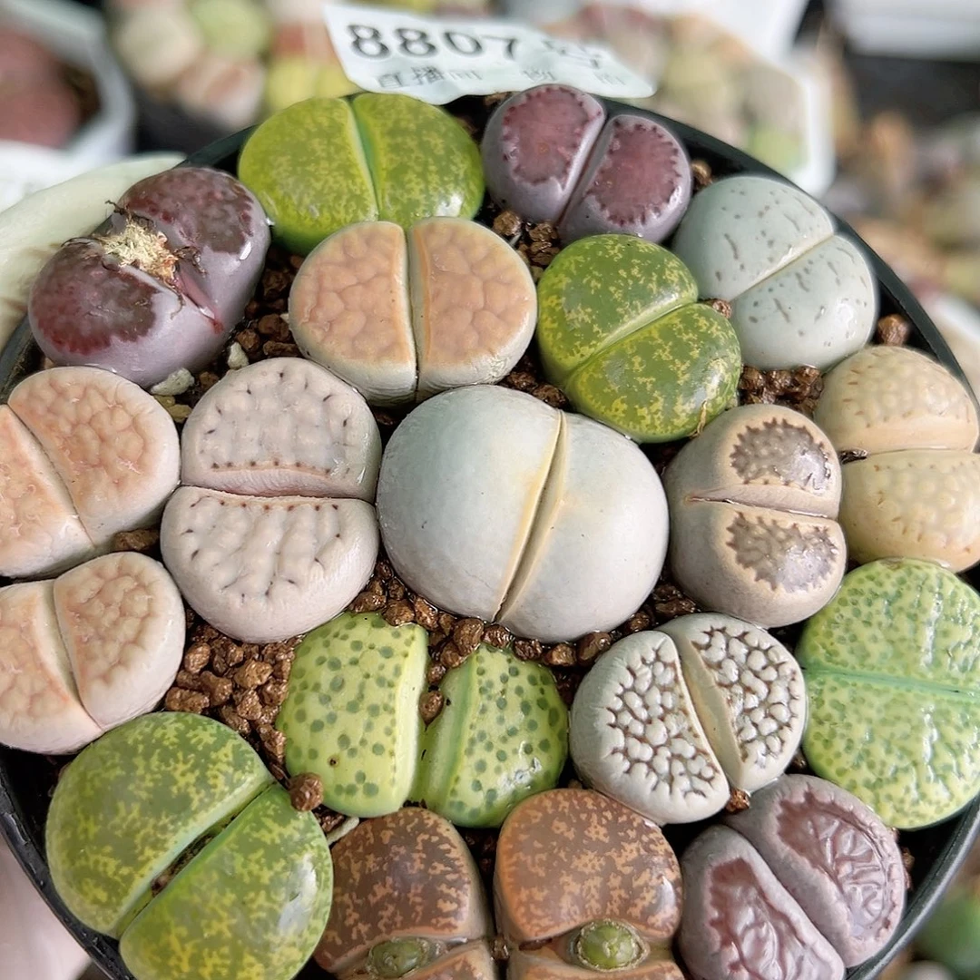 8807 好养易活生石花大母本9cm盆