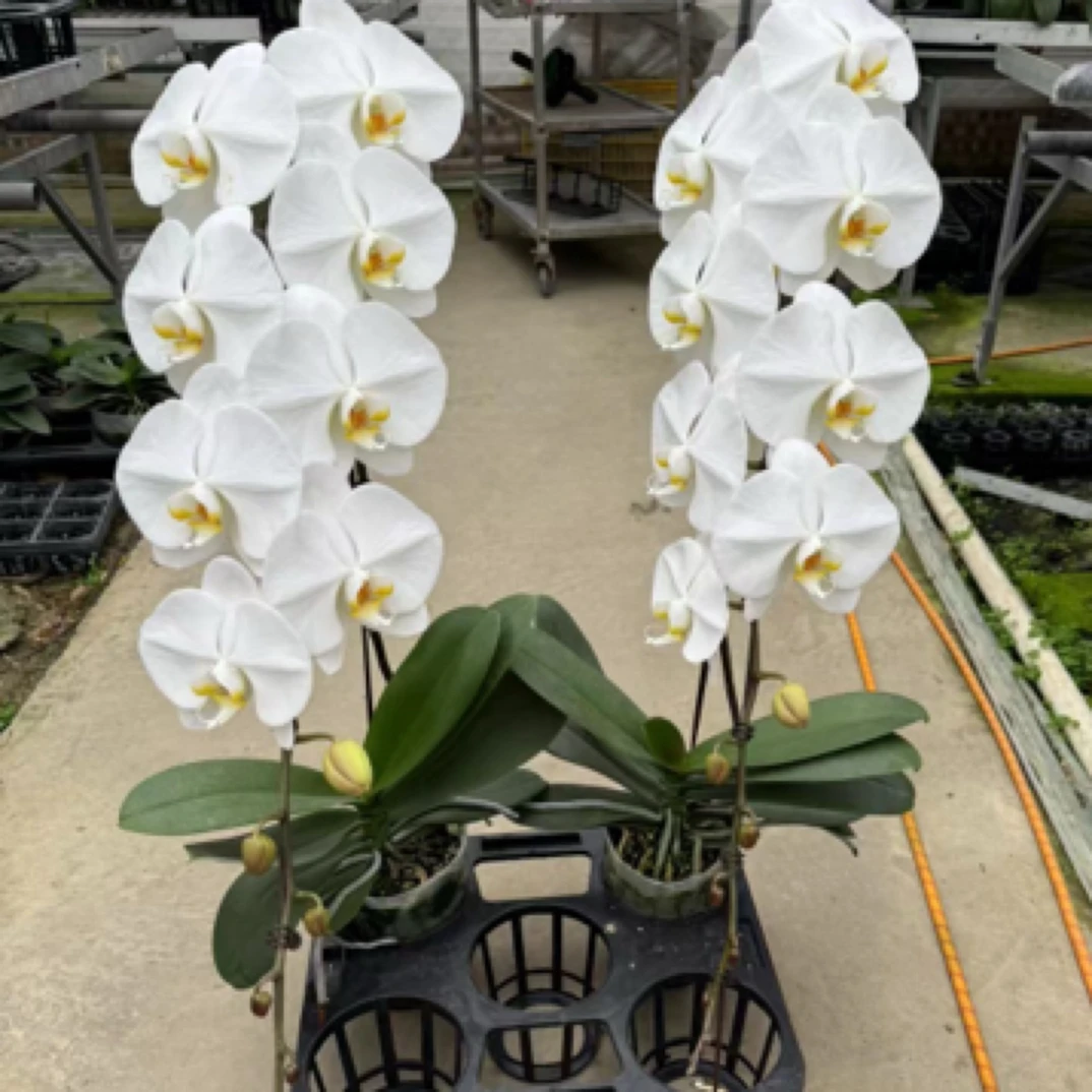 【龙兰】5.0大杯蝴蝶兰带花大花真花兰花盆栽花卉室内植物