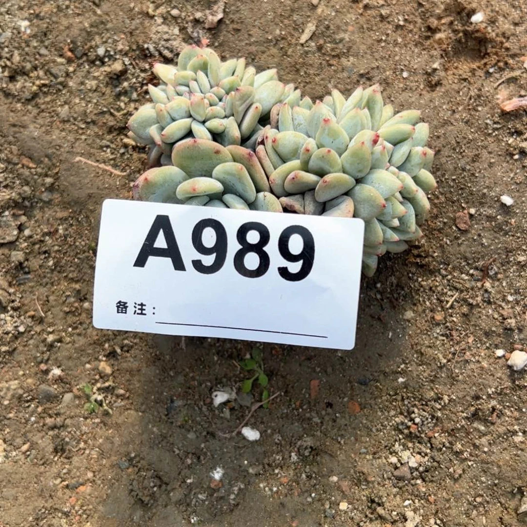 星**子989多肉多肉多肉多肉