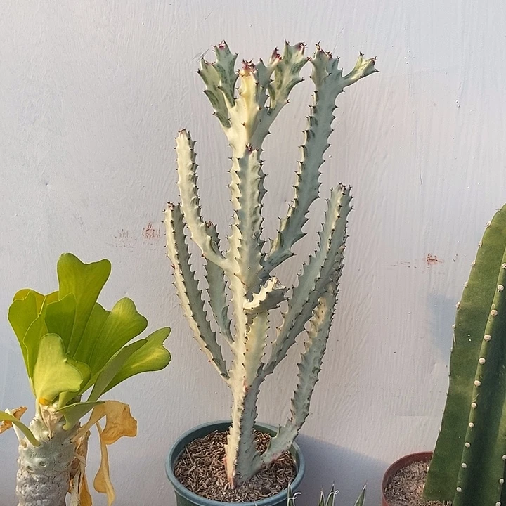 白龙骨一物一拍一颗