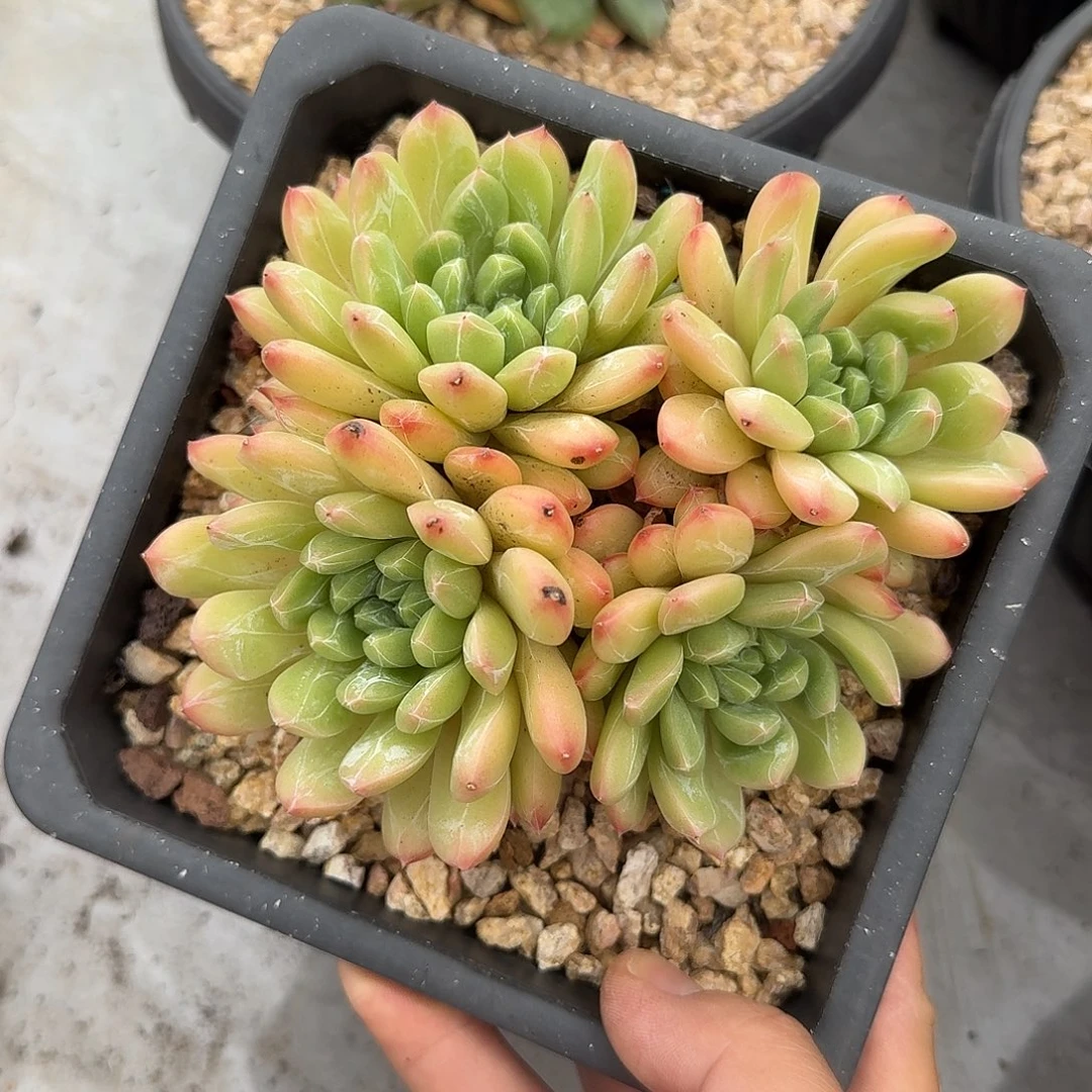 百达翡翠精控无砍老桩群生